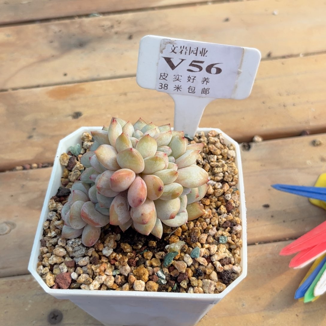 小**.多肉，植物陈梦露缀