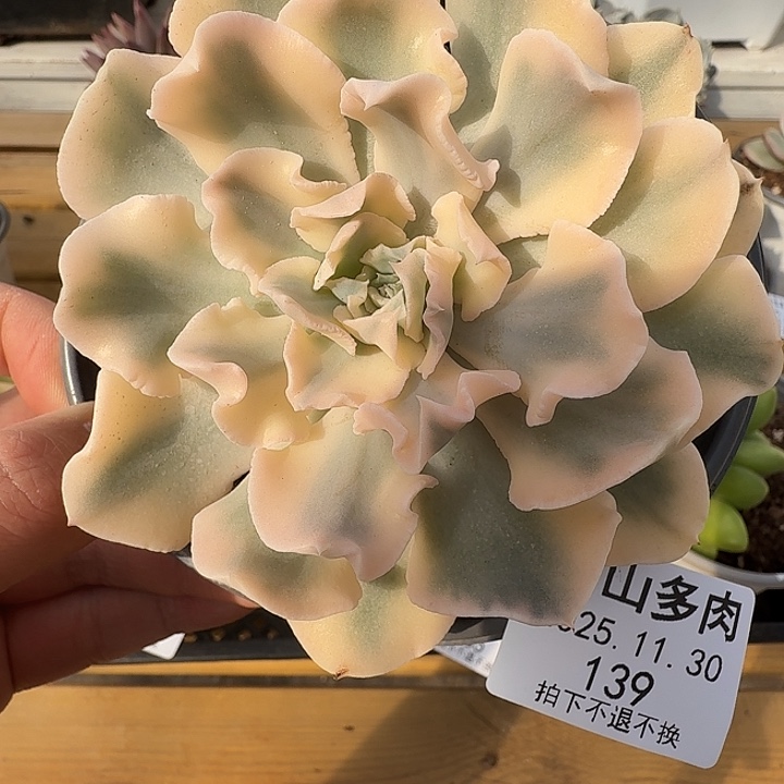 利比里亚锦111130-139