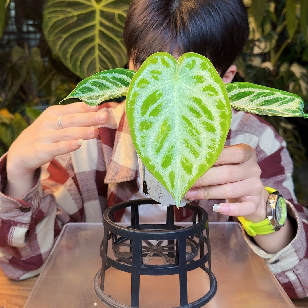 完全开放S139银色面纱杂闪电撕裂纹