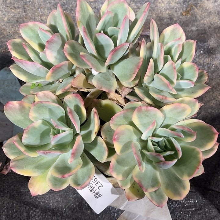 鑫伟多肉奇罗锦2369