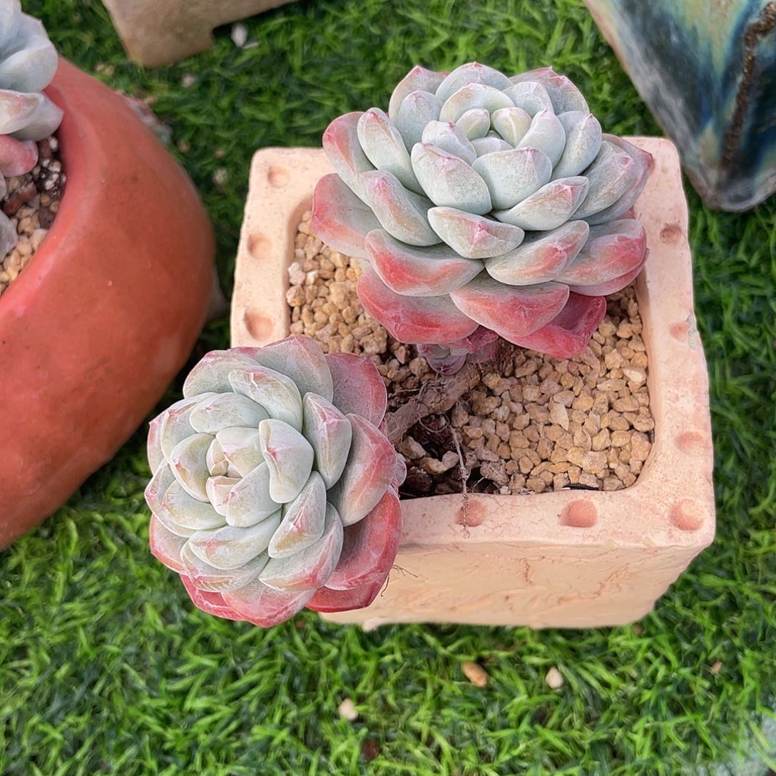 冰玉群生多肉植物一物一拍