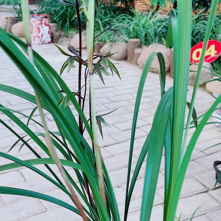 f***r无花朵一物一漂亮开花