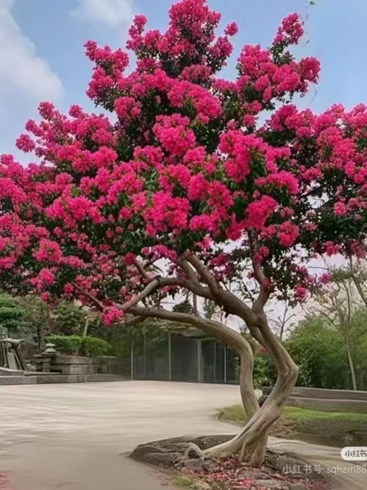 川红老紫薇庭院景观树