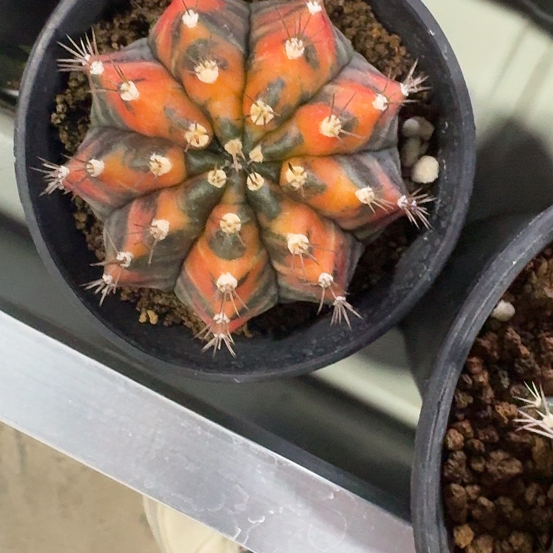 L200-1224广东发货