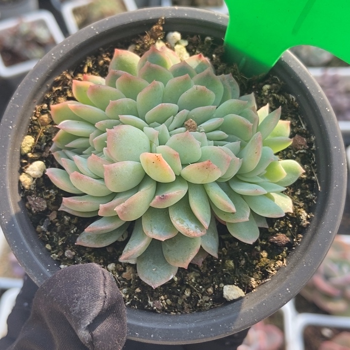 761多肉植物保护研究所