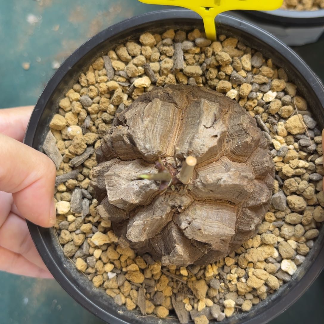 670龟甲龙7.0公分