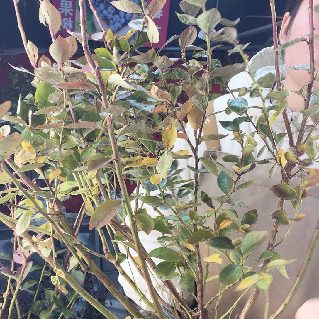 完全开放大果纯甜可口蓝莓