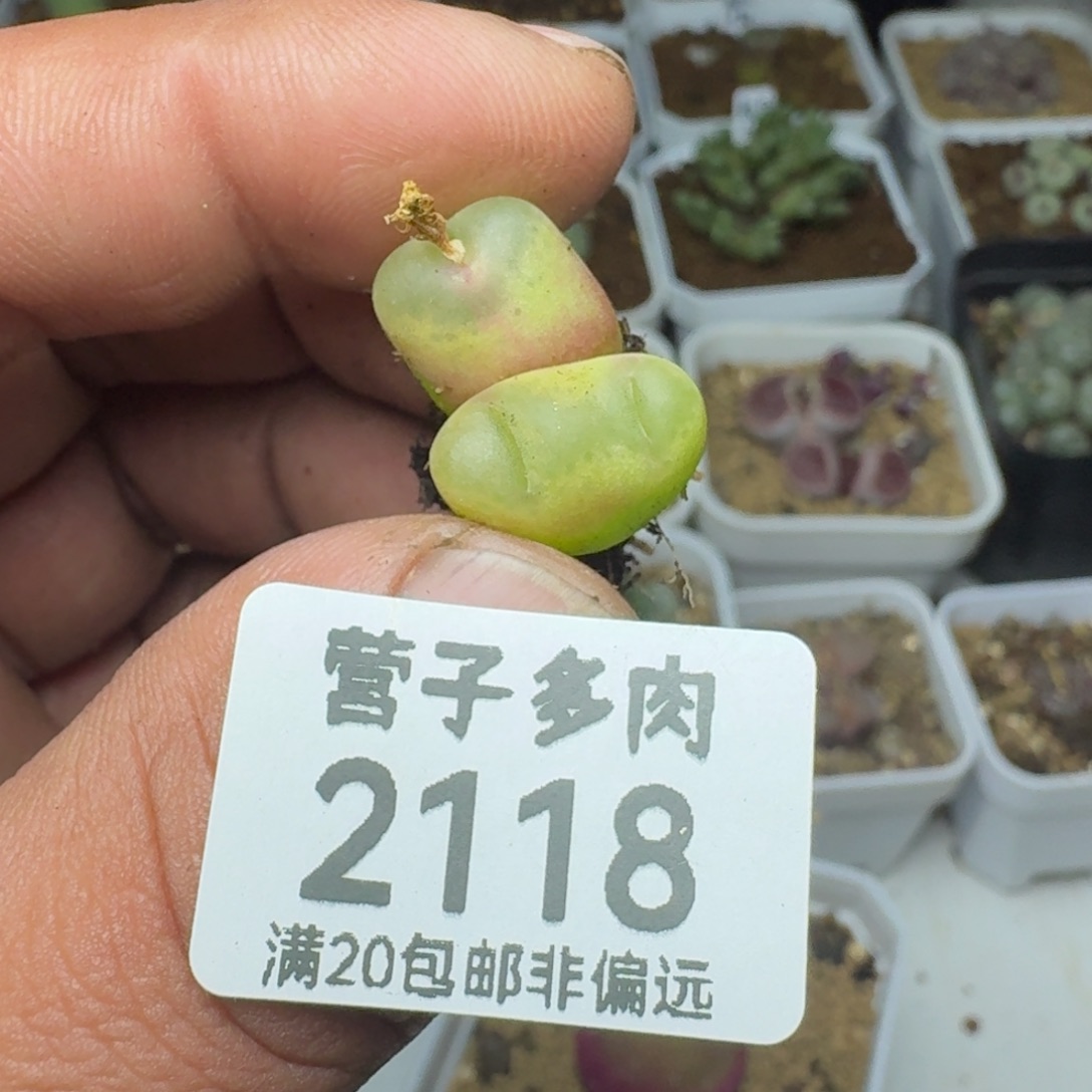 元***宝双头怪。              