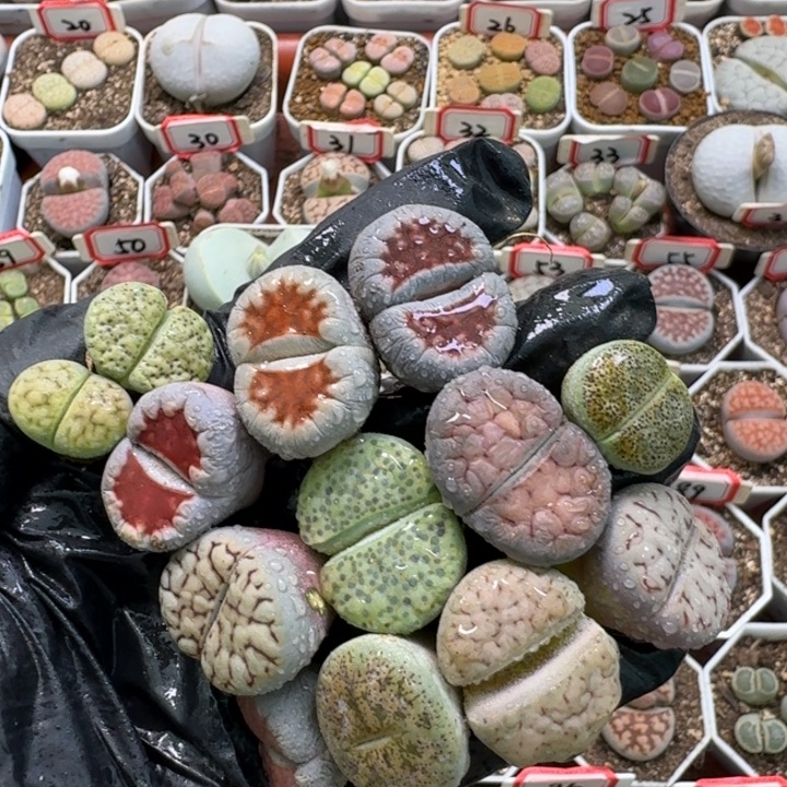 有疤22///。   315号