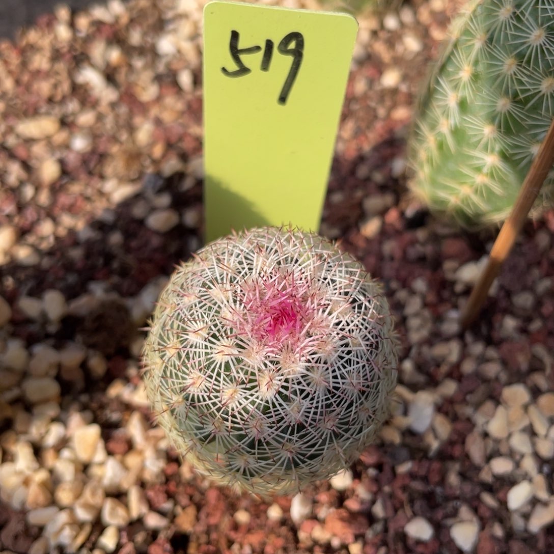 鹿角柱实生仙人球翡翠白花三光