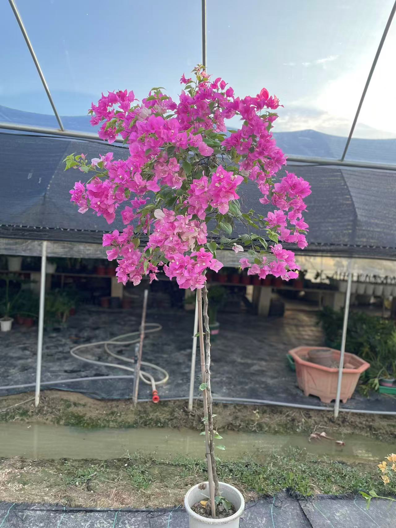 耐寒耐旱四季开花三角梅盆栽老桩室内外爬藤花卉