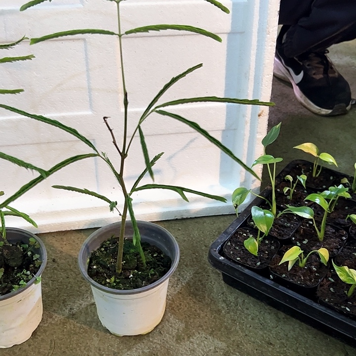 无花朵密叶猴耳环