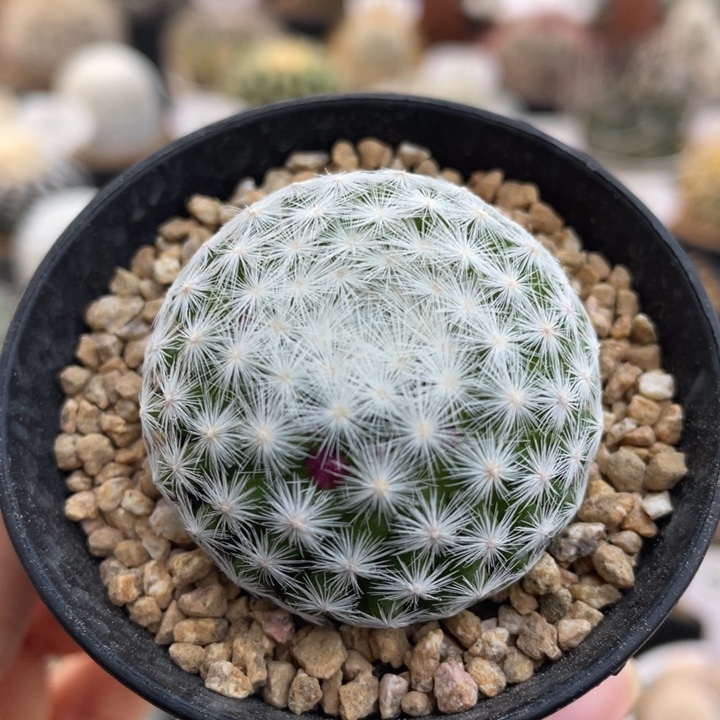 姬春星        实生根