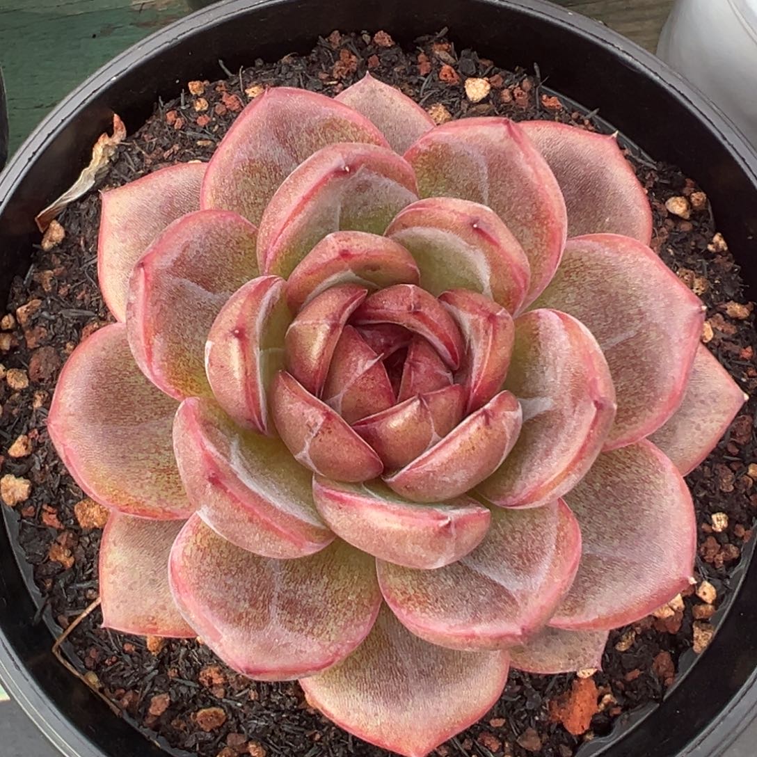 黑咖啡美肉多肉植物