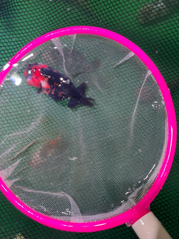 中奖活体金鱼包邮发货，偏远地区运费自理