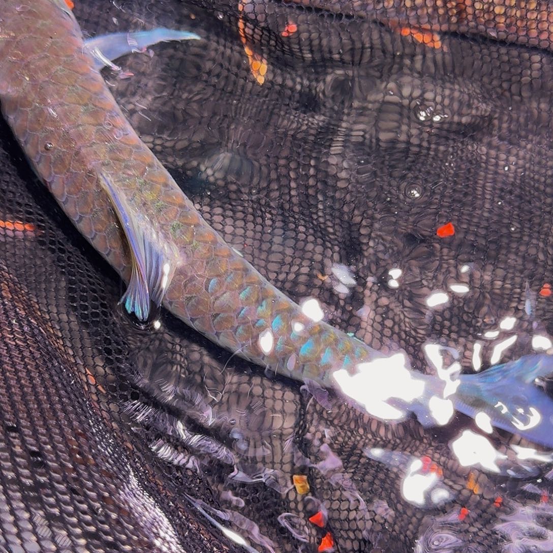 吉罗鱼异口异口异口