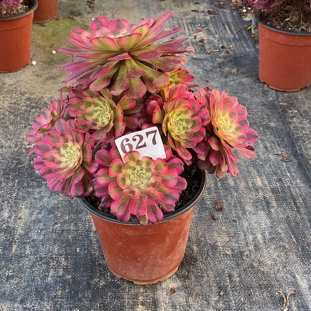 维娜斯627多肉法师