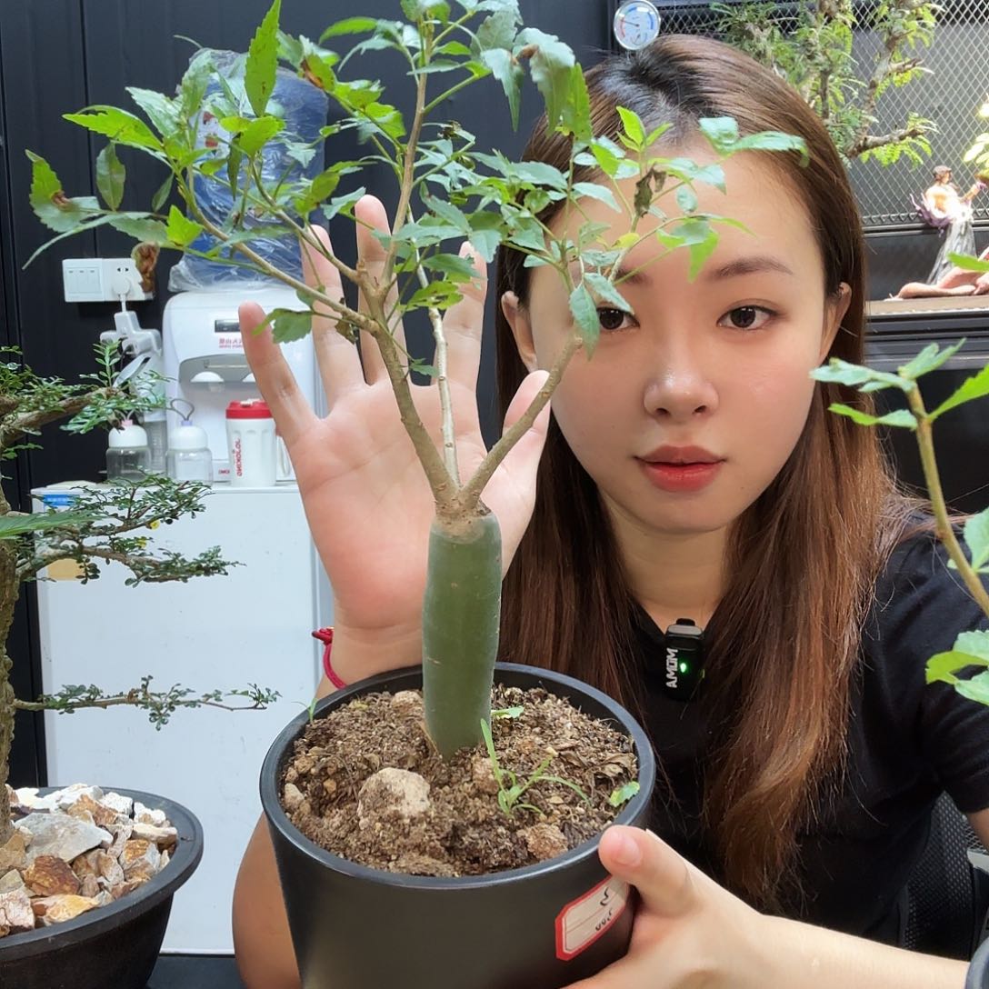 芳香裂榄带盆土。