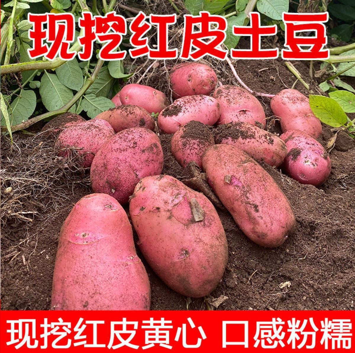 云南红皮黄心土豆高原露天种植粉面糯香新鲜现挖