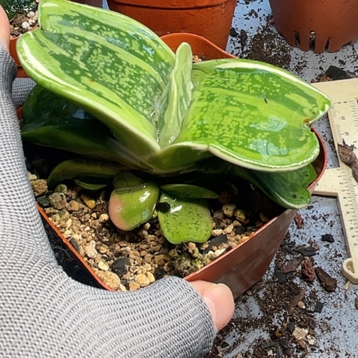 一物一拍竞拍福利拍