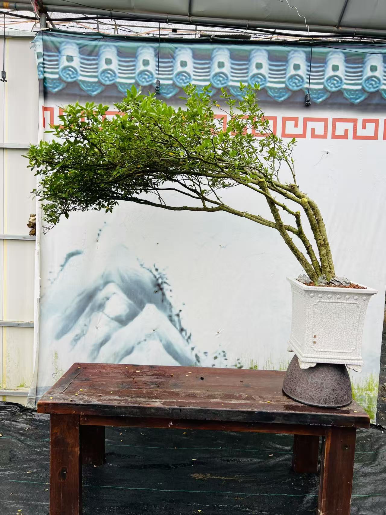 熟桩海岛栀子花春花室内绿植易养护盆景禅意茶室产地直发