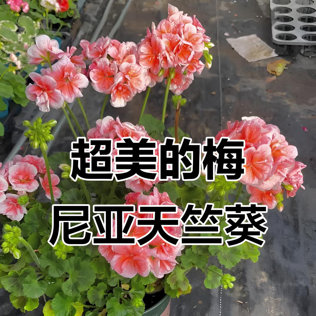 【梅尼亚】重瓣直立天竺葵-超美花卉室内室外阳台客厅庭院好养