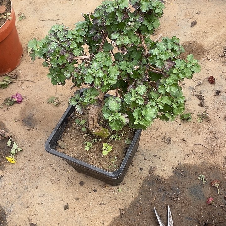 建***粉45菊花菊花菊花花花姐