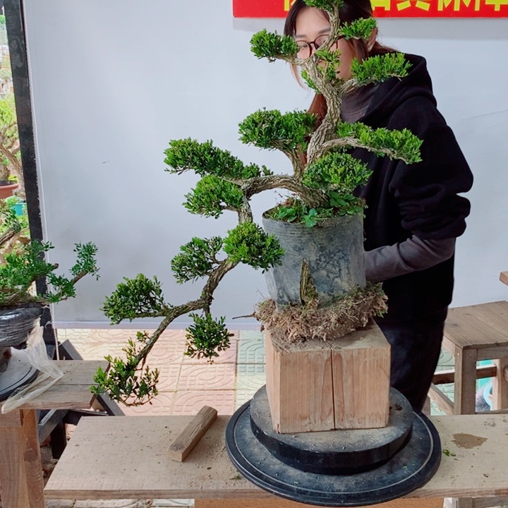 无花朵华*广东黄杨