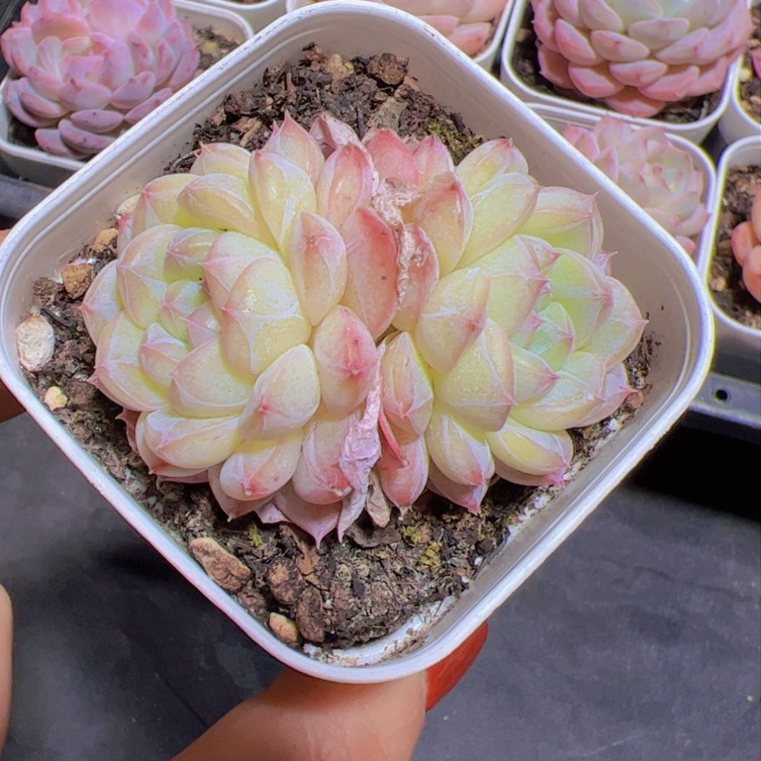 米*子新品，多肉植物
