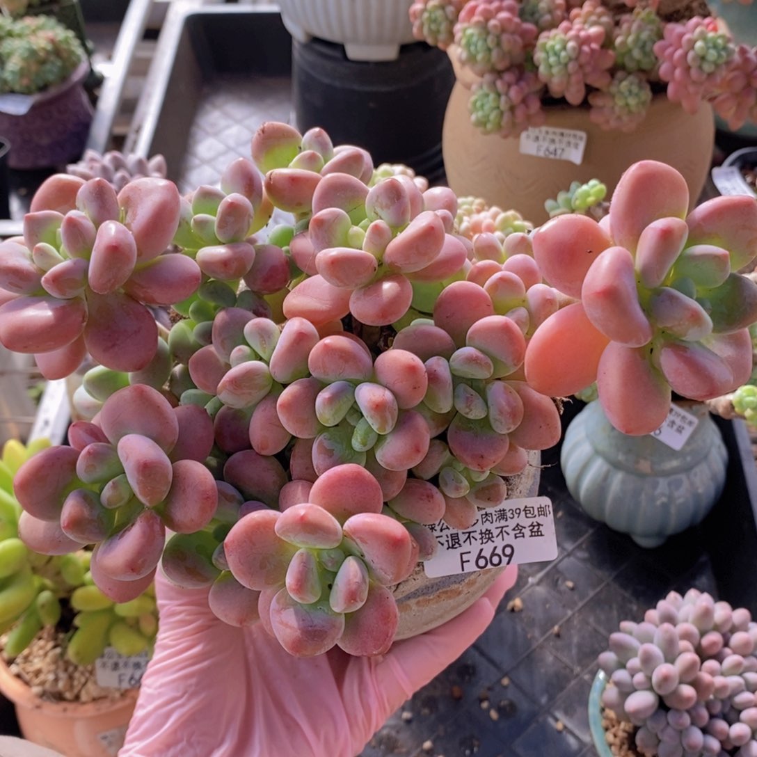 樱花洛神老桩18cm669多肉植物