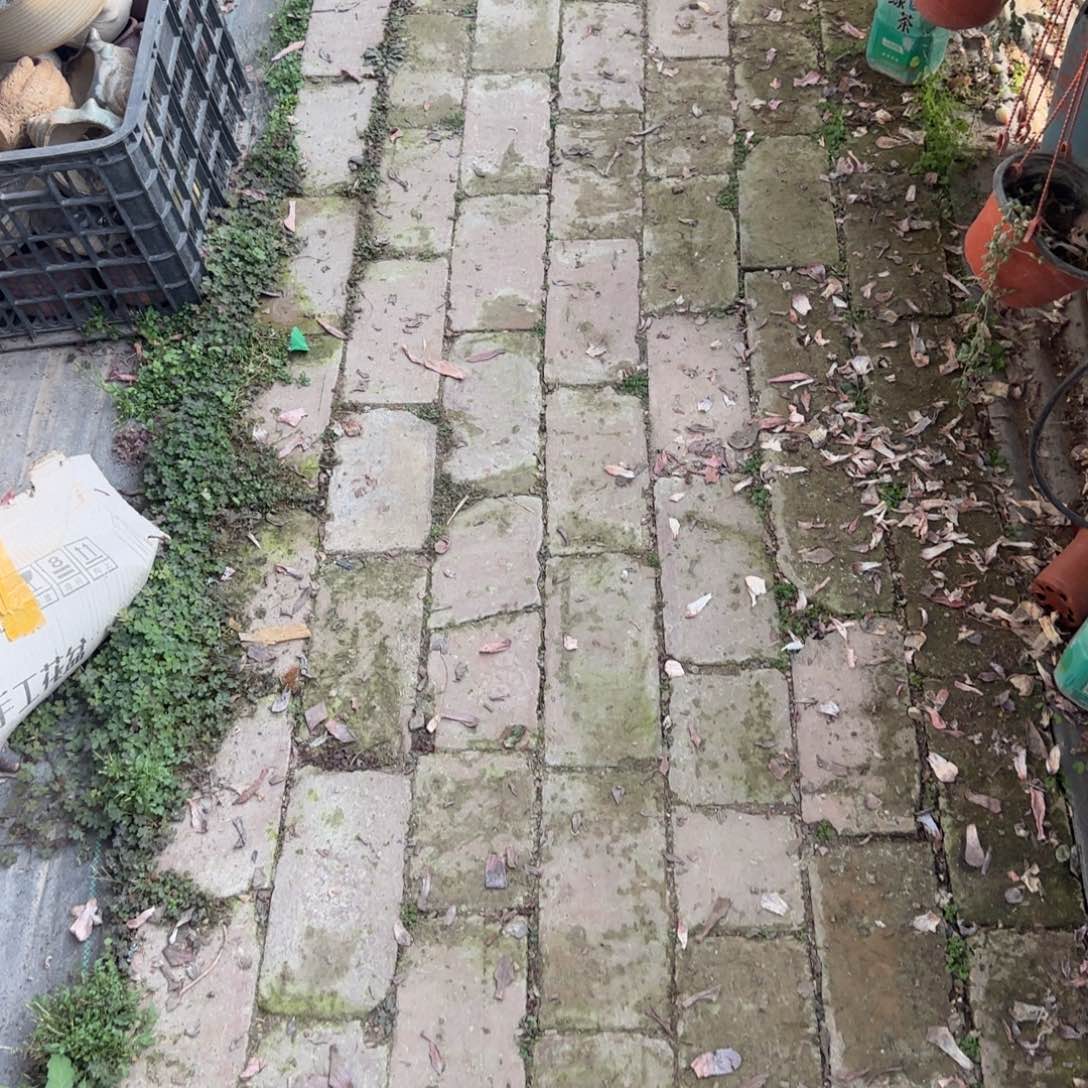 无花朵火狐狸群生