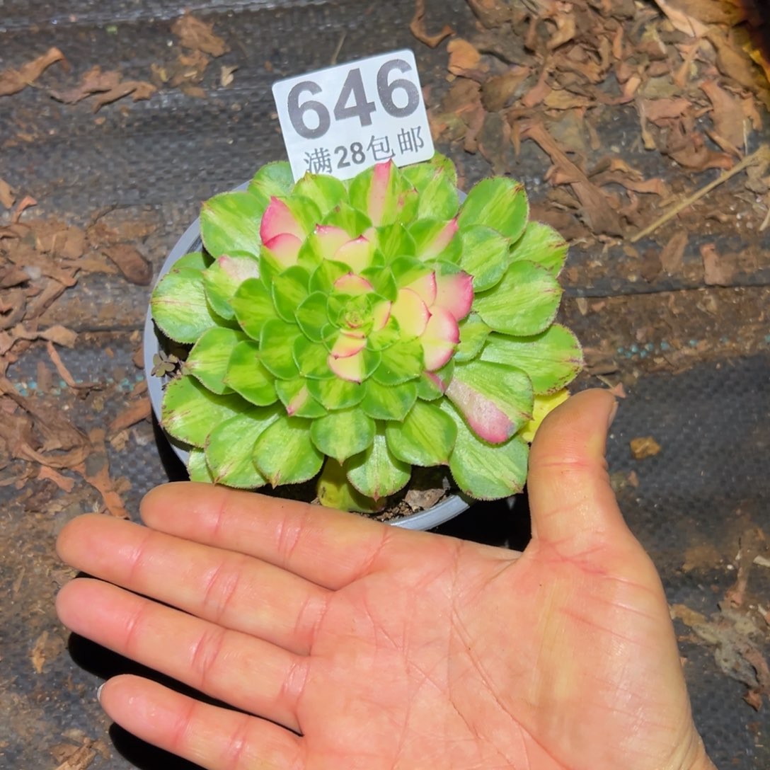 用***5多肉植物646知否小单头