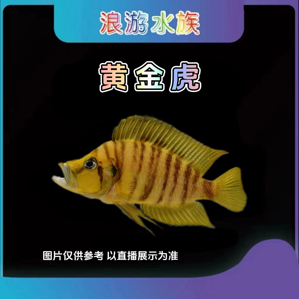 三湖坦鲷虎 黄金虎 金头面具虎 黑喷虎 观赏热带鱼