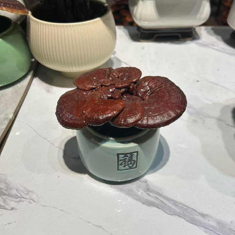 [直播间一物一拍】灵芝盆景轻奢高档可食用宜作茶室办公室观赏摆件