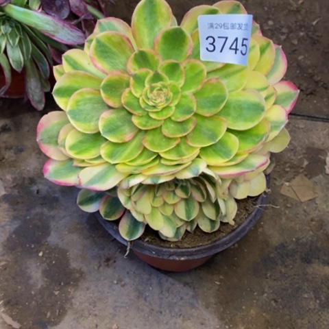 火龙果多肉植物3745