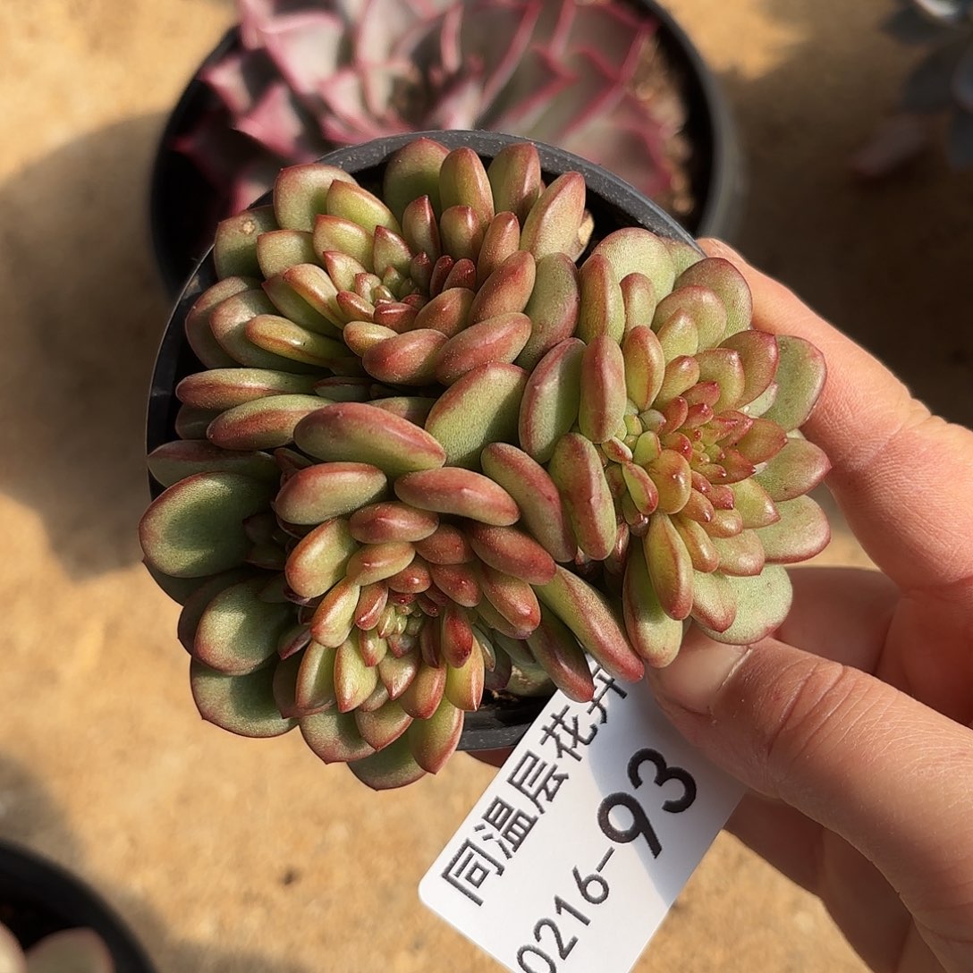 同温层多肉亚当珍妮93量拍