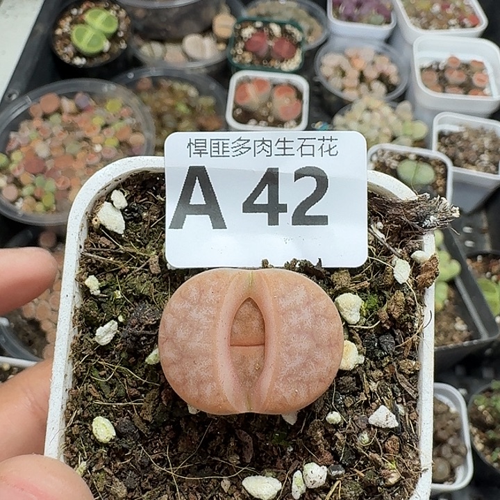 42多肉植物多肉植物