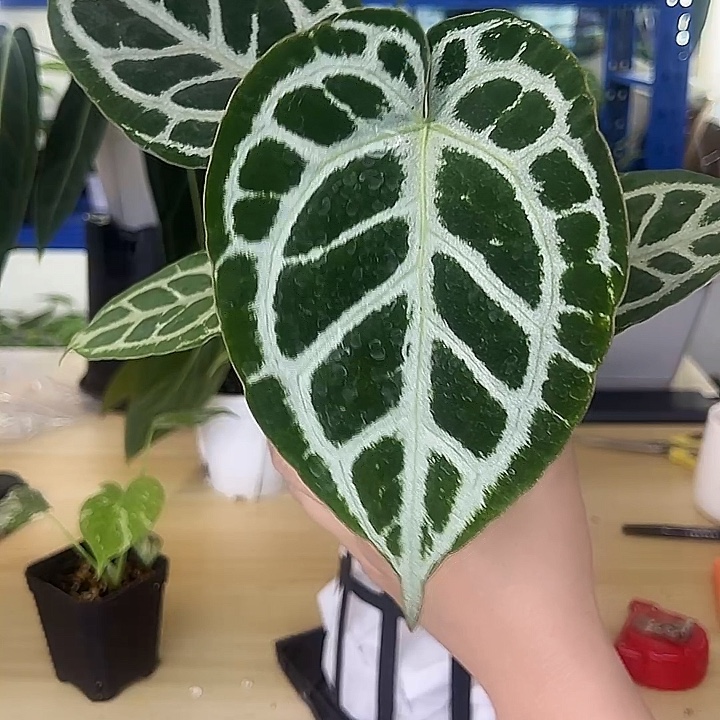 无花朵星耀花烛水晶