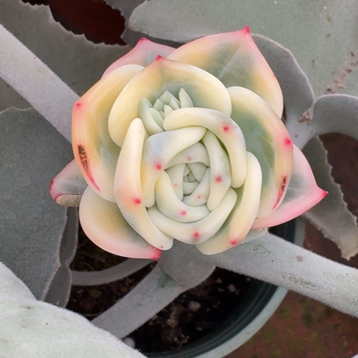 伊丽莎白一物一图