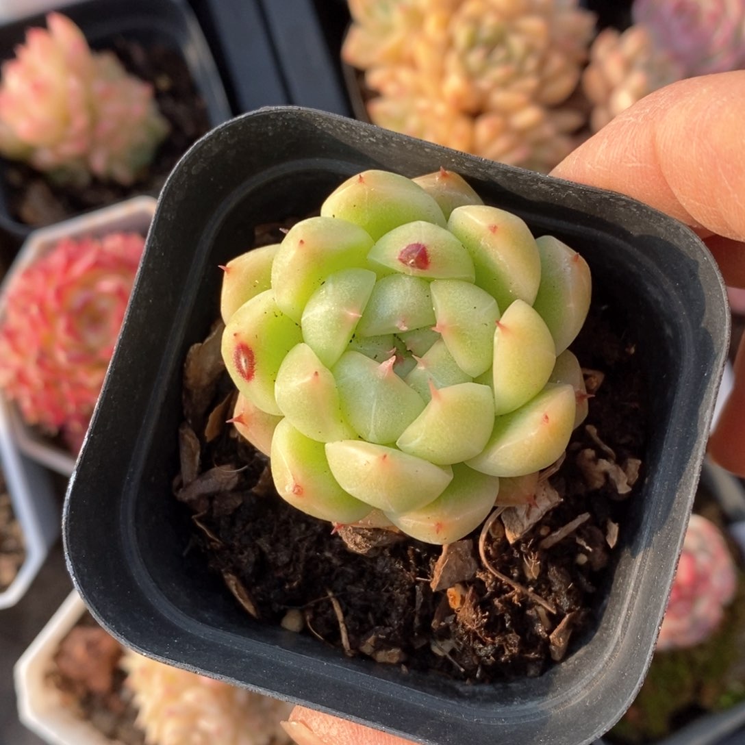 精品多肉一物一拍不包整5