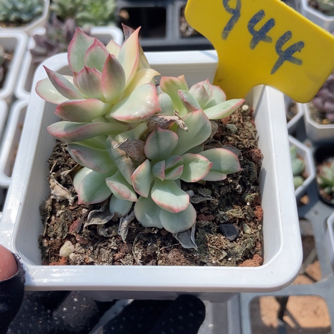 944月光女神锦多肉植物