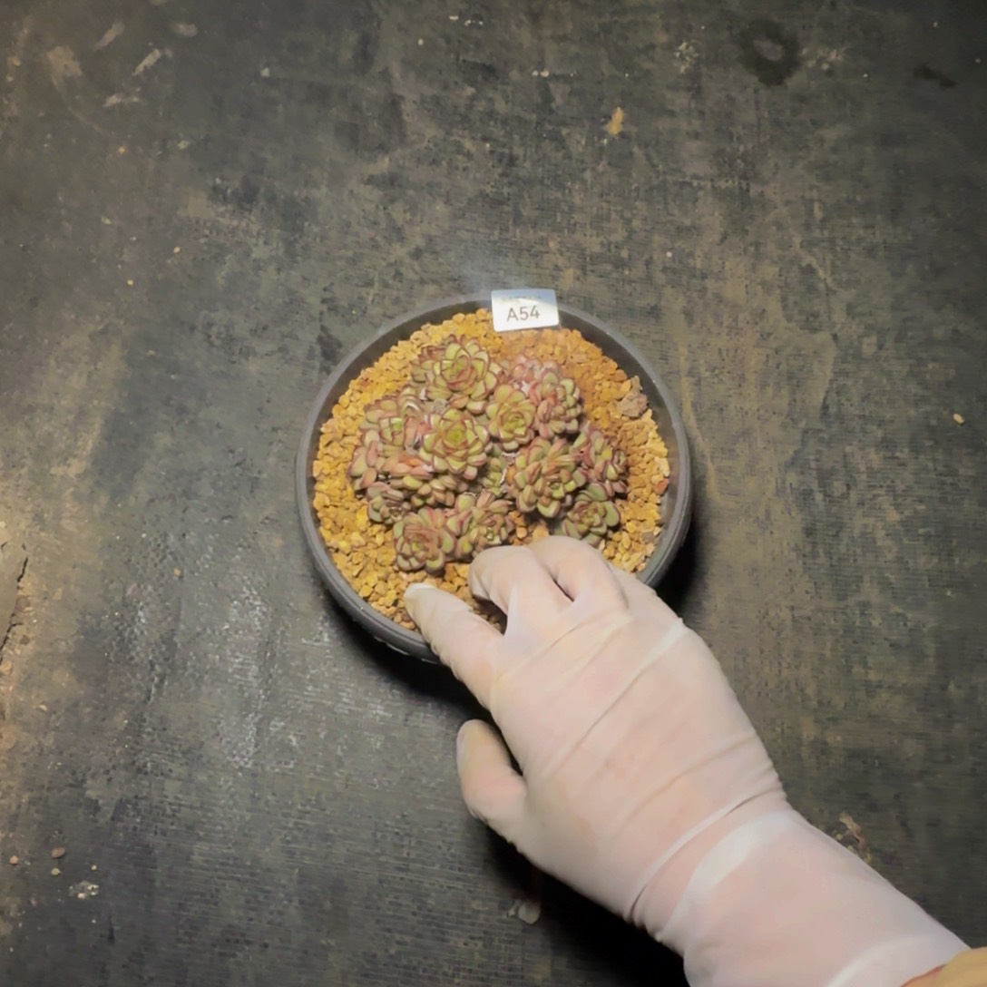 a a a a a a a a a a 54