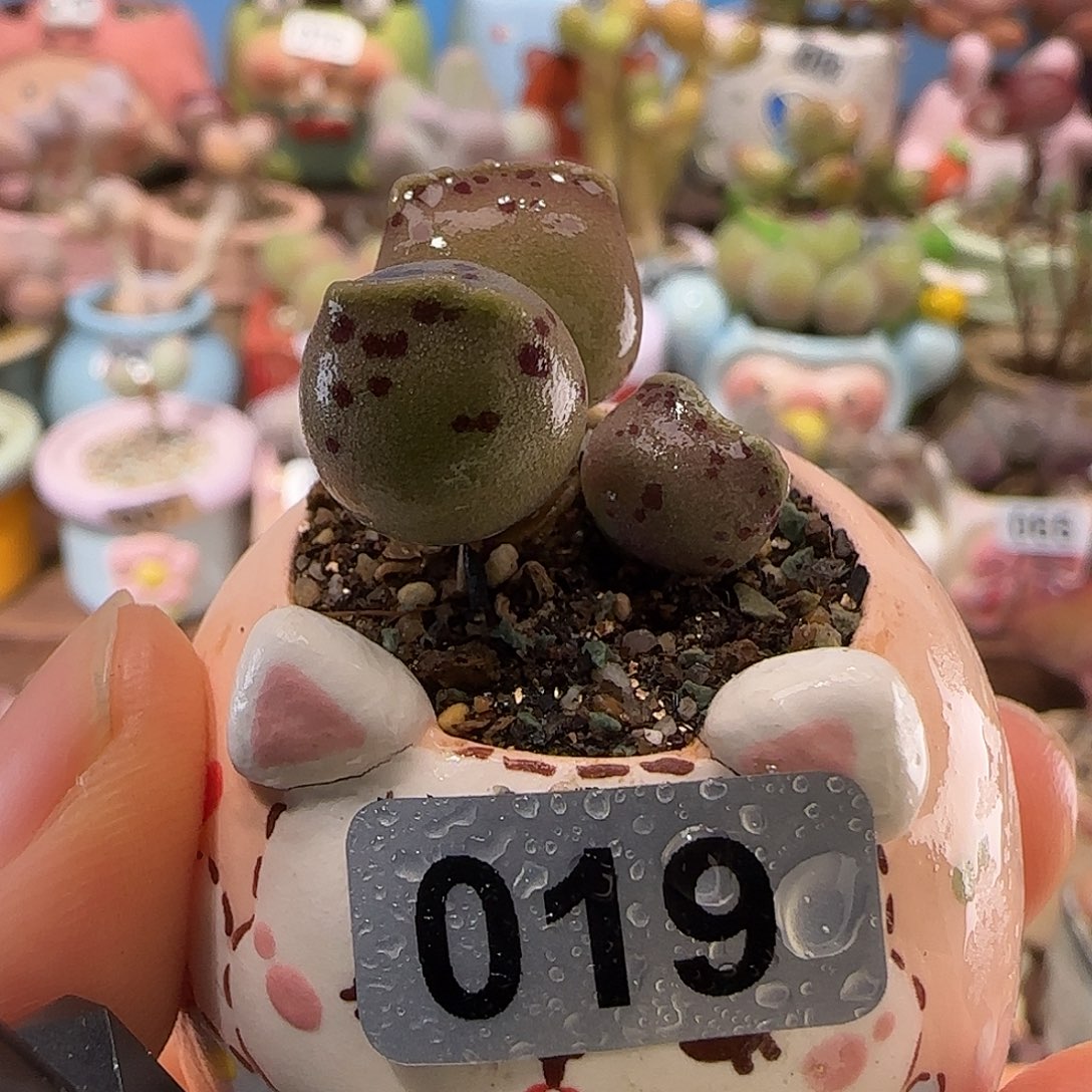 T猫耳海豹盆口2.5cm