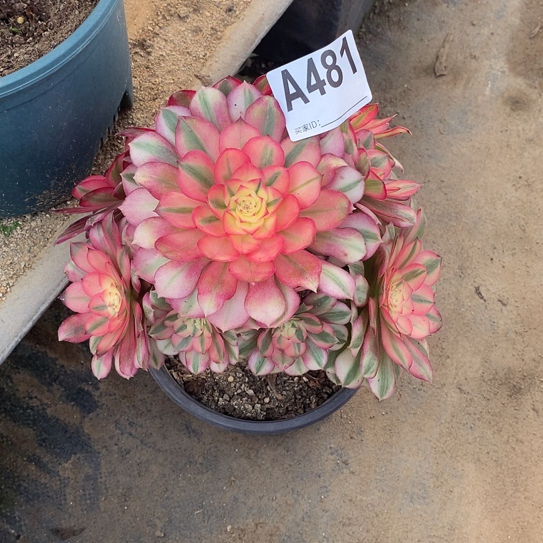 青城多肉法师481多肉法师