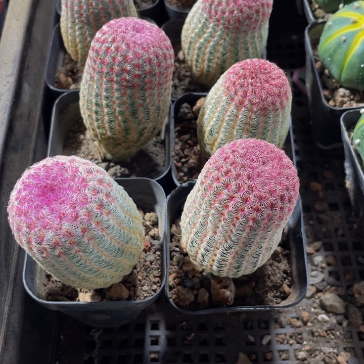 红太阳带盆土发货