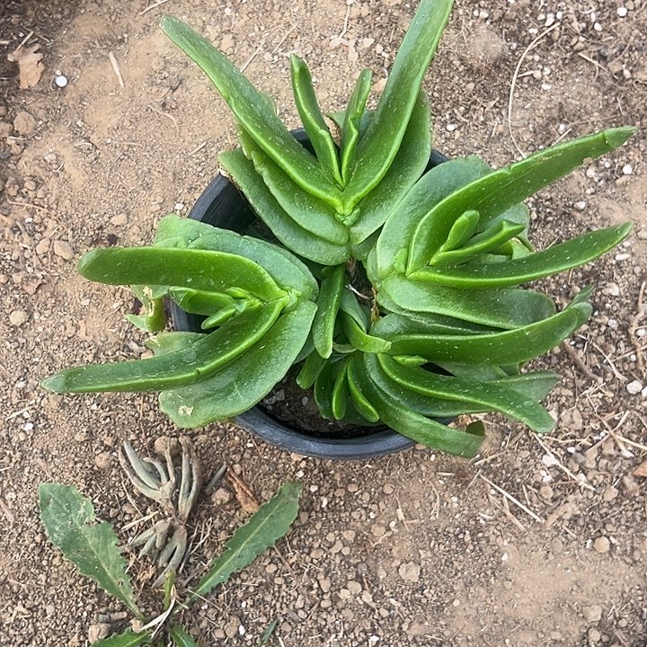 佛手托金一物一拍255