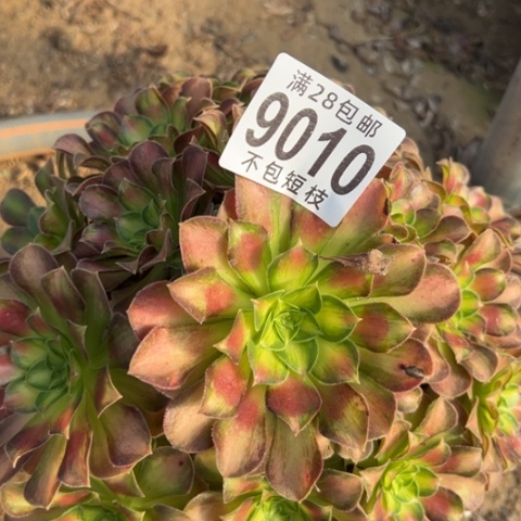 韶华多肉植物法师9010