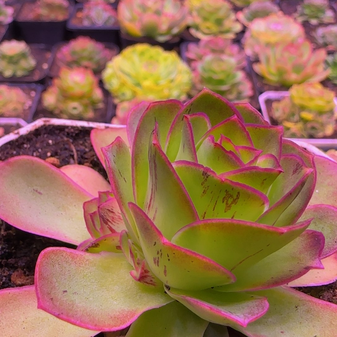 福利12342435353568868686865