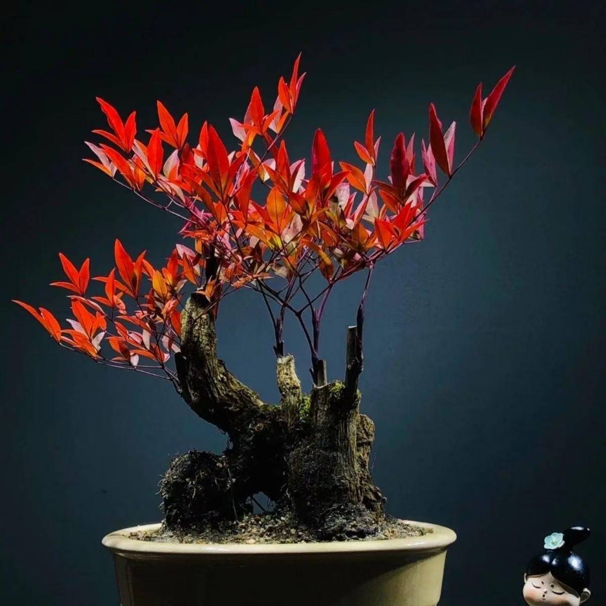 【直播间一物一拍】精品【山采】老桩火焰南天竹盆景