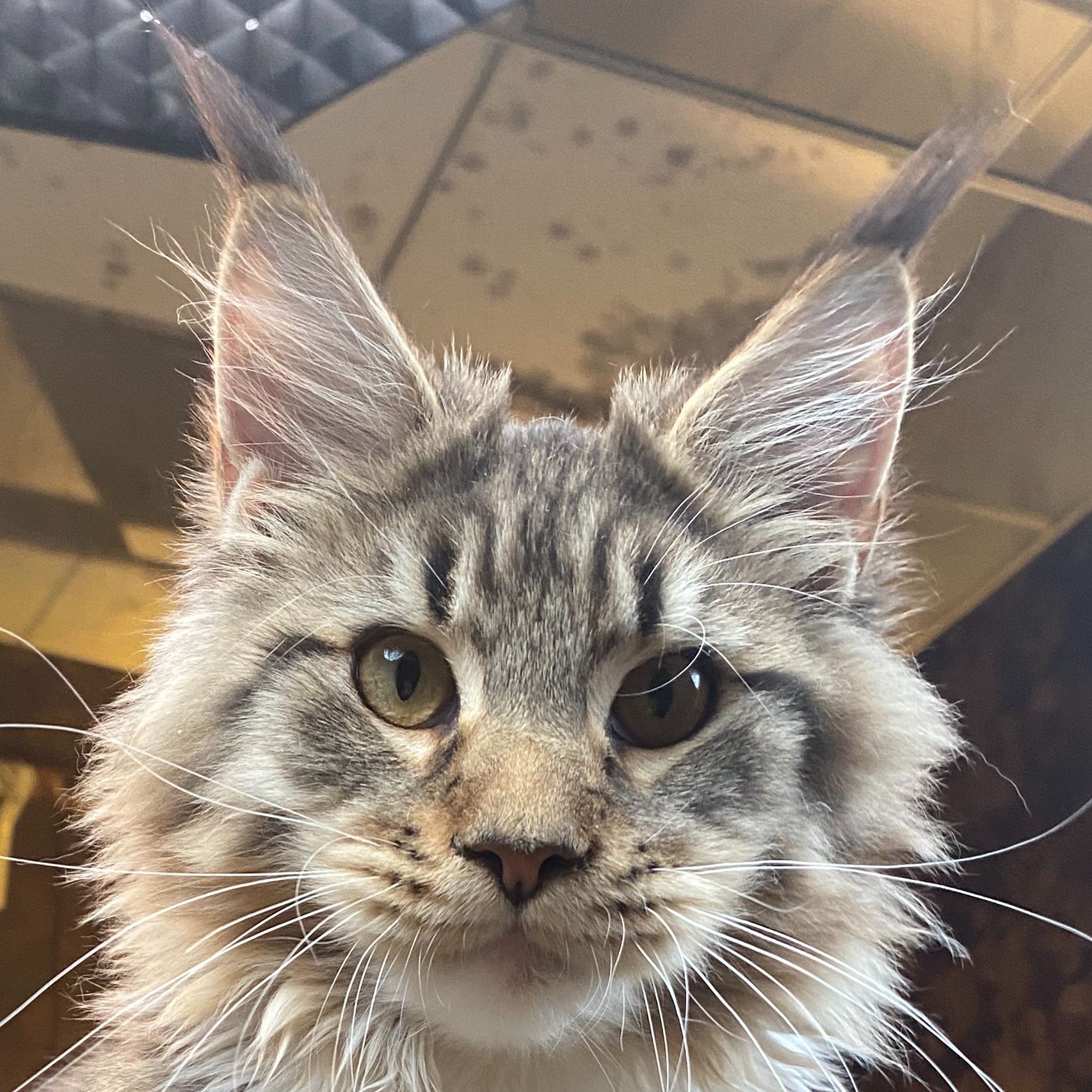 缅因棕虎加白公四个月三针苗驱虫做完